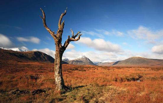 A lone tree on Rannoch Moor