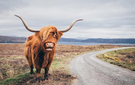 You might spot a Highland cow along the way