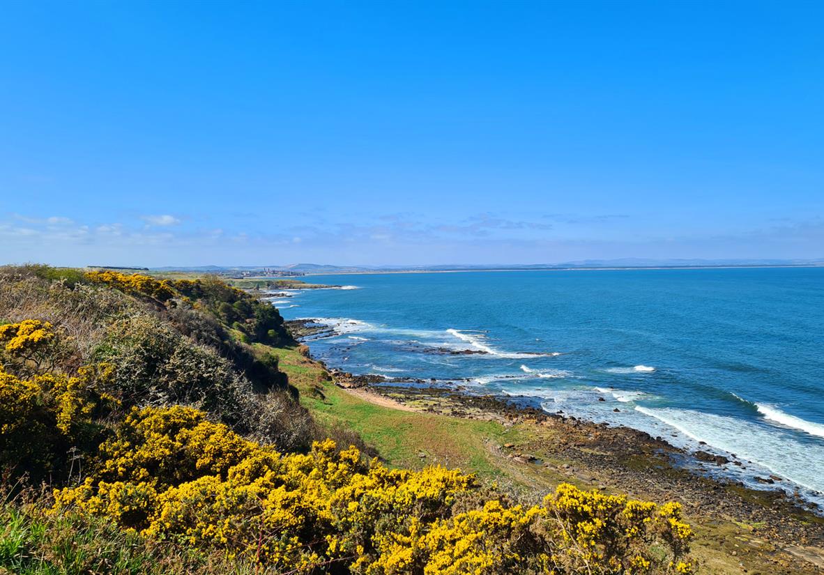 Brillaintly coloured gorse