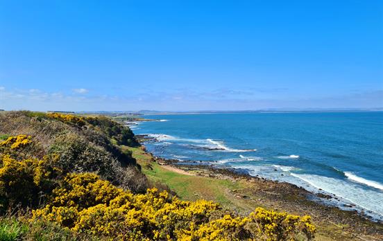 Brillaintly-coloured gorse
