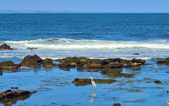 A heron resting