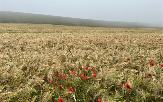 Field &amp; flowers on the Fife Coastal Path