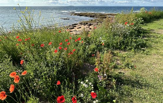 Fife Coastal Path Crail to St Andrews