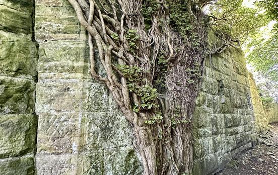 Determined tree on Fife Coastal Path