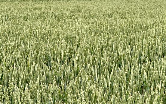 Field of wheat
