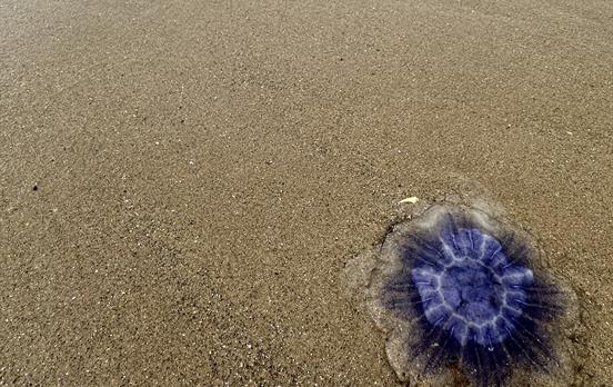 jellyfish at low tide