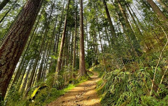 Forest walking en route