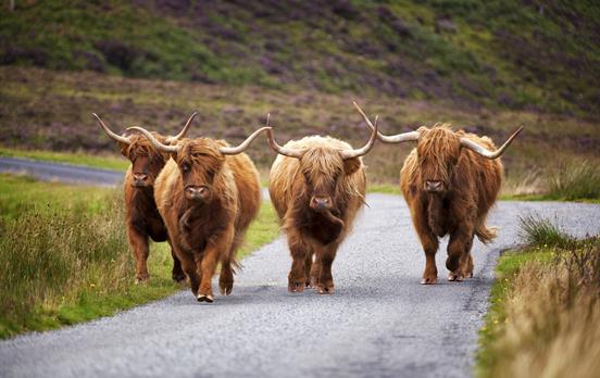 Cows wandering down the road on Skye
