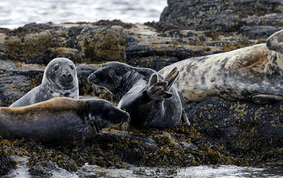 Local seals