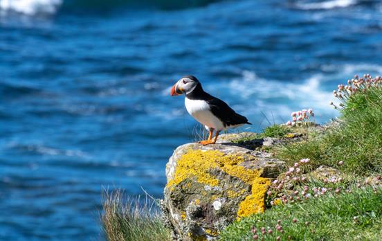 Puffins on the Treshnish Isles
