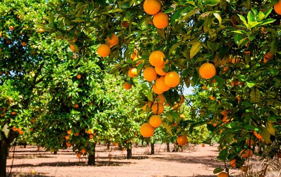Walk through colourful citrus groves
