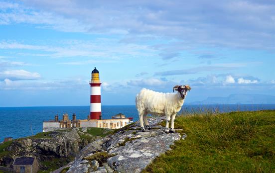 Blackface Sheep & Lighthouse