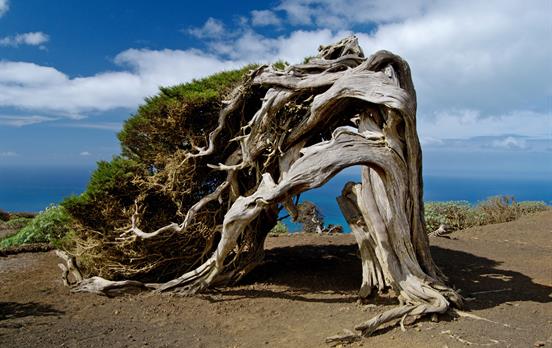 The island is famed for its twisted trees