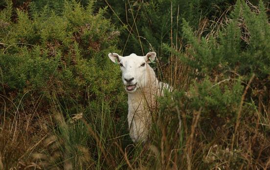Aberfeldy-Pitlochry Schaf
