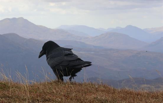 Callander-Strathyre Crow Ben Ledi Highlands-View