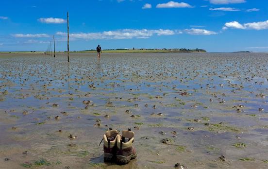 Crossing at low tide to the Holy Isle