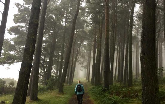 Walking through woodland on the way to Fenwick