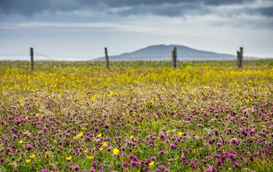 Wild flower machair on the Hebridean dunes