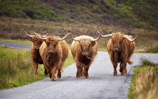 Highland cows are a common sight on Skye