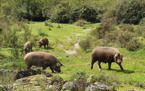 See the famous Iberian Black Pigs