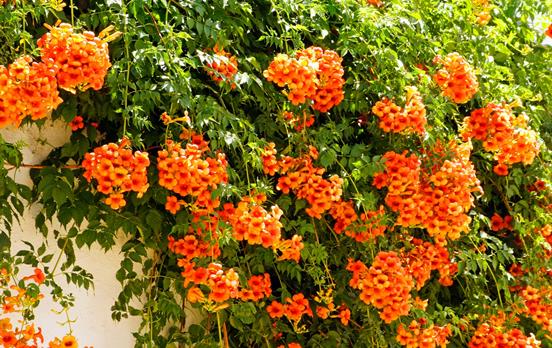 Colourful flowers blossom along the route