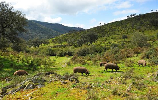 See the famous Iberian Black Pigs