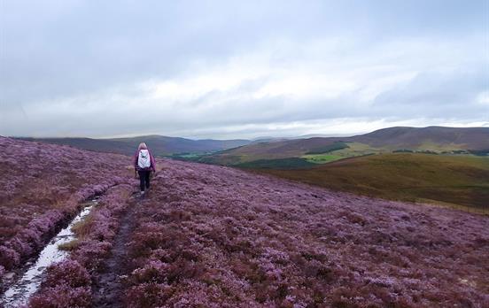 Walk the heather-clad hillsides of the Spey Valley