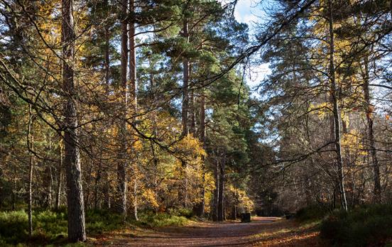 Wander the trail through Anagach Woodland