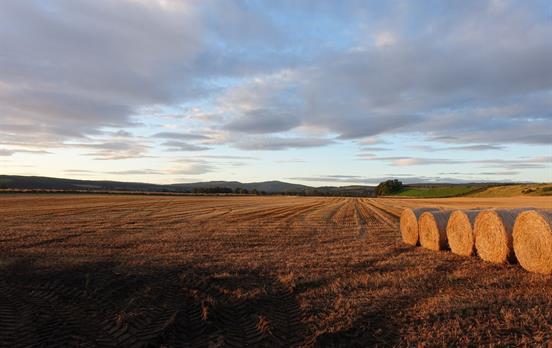 Golden fields at the Speyside Way