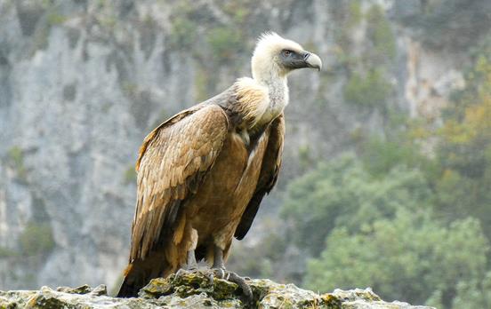 See the Griffon Vultures in Garganta Verde Gorge