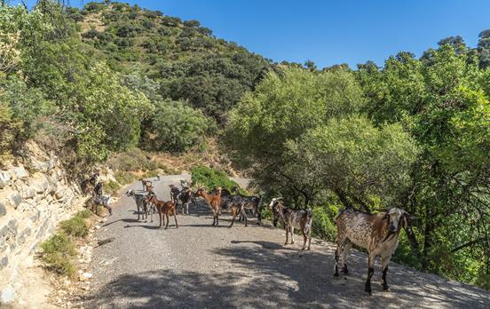 Andalucian traffic jam!