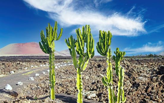 The striking volcanic landscapes of Lanzarote
