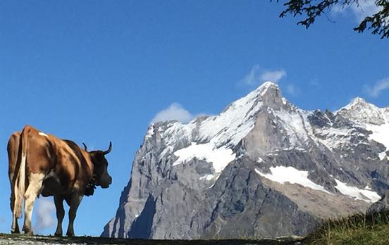 Views from Grindelwald