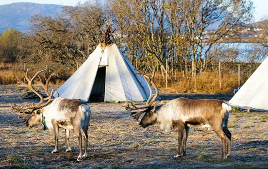 A traditional Sami camp and reindeer herd