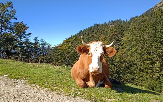 Wide verdant meadows are a feature of the Slovenia