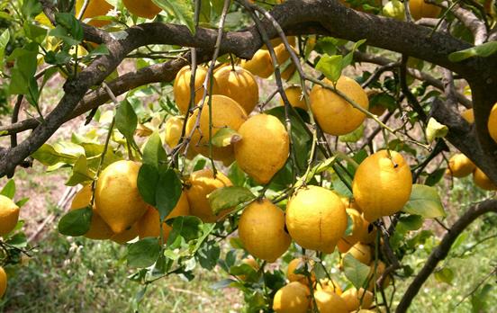 Walk alongside fragrant citrus groves
