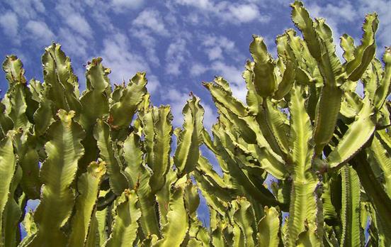 Discover diverse flora and fauna