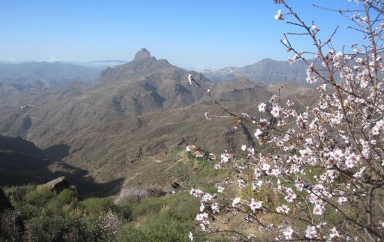 Roque Bentayga in the distance