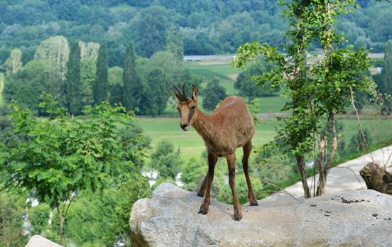 Look out for the shy little Chamois