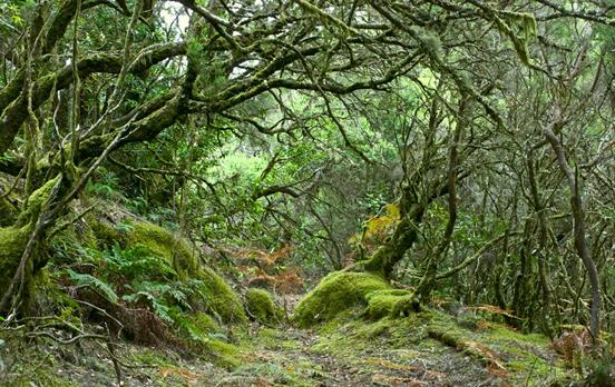 Nebelwald im Garagonay Nationalpark