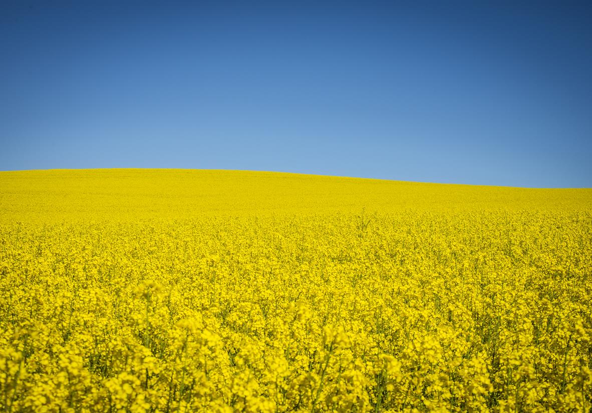 Rapeseed fields