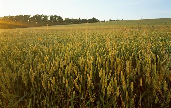 Österlen is very fertile, perfect for wheat!