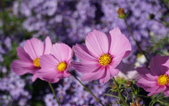 Flowers in Powis Castle Gardens