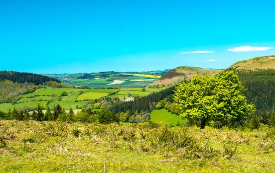 Hergest Ridge, Herefordshire