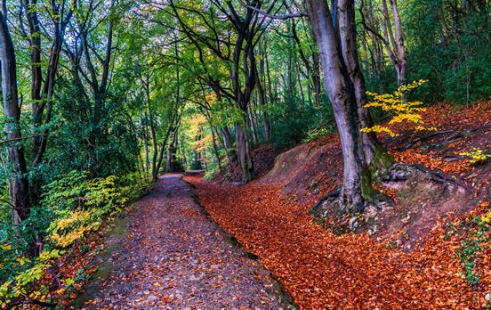 Woods in the Vale of Llangollen