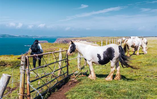 Beautiful horses on the trail