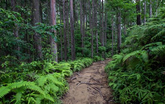 Vibrant vegetation and wooded paths