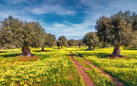 Sunny afternoon scene of olive garden enroute