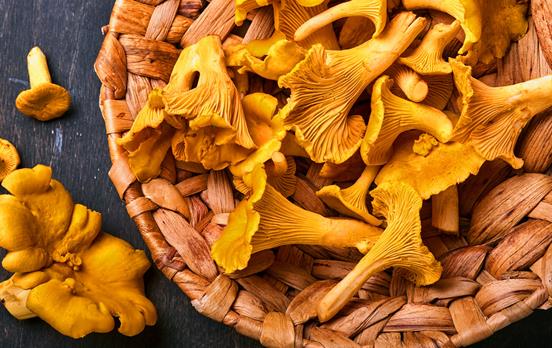 Chanterelles picked in the Loire Woods