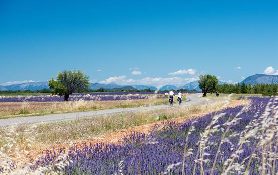 Cycling through lavender fields in Provence